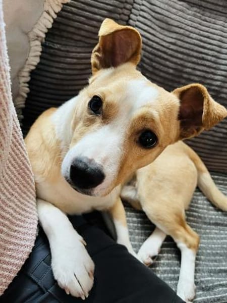 Twix 9 Monate Chihuahua-Jack Russle mix