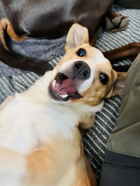 Twix 9 Monate Chihuahua-Jack Russle mix