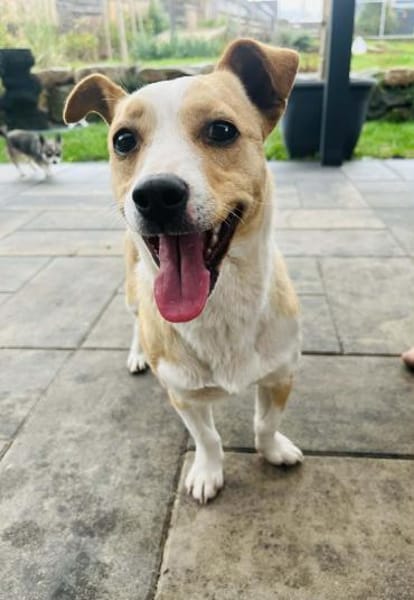 Twix 9 Monate Chihuahua-Jack Russle mix