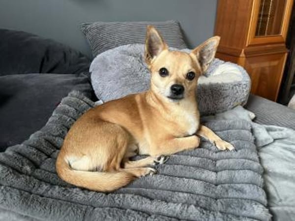 🐾 Da Vinci  sanfter kleiner Chihuahua
