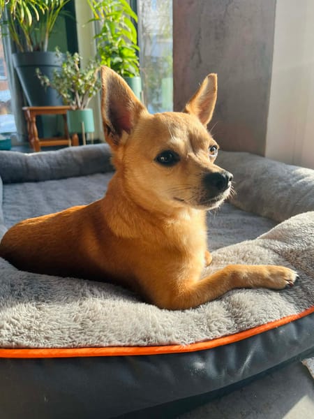 🐾 Da Vinci  sanfter kleiner Chihuahua