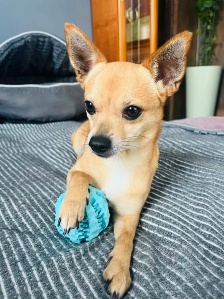 🐾 Da Vinci  sanfter kleiner Chihuahua