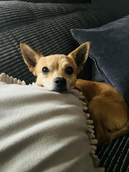 🐾 Da Vinci  sanfter kleiner Chihuahua