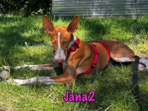 Jana2 liebe Podenco Ibicenco Junghündin!