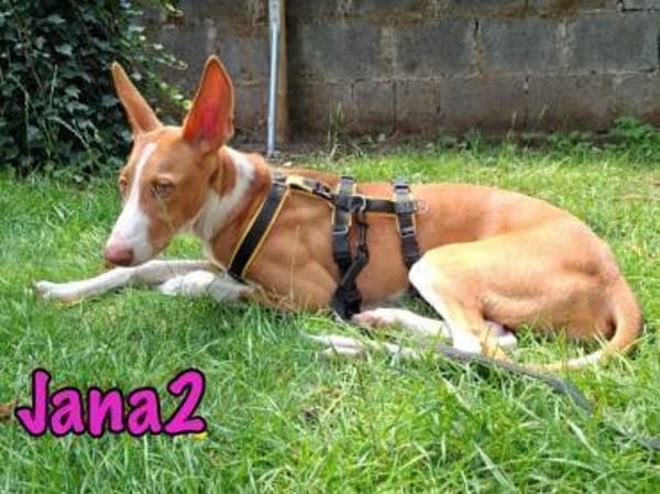 Jana2 liebe Podenco Ibicenco Junghündin!