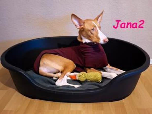 Jana2 liebe Podenco Ibicenco Junghündin!
