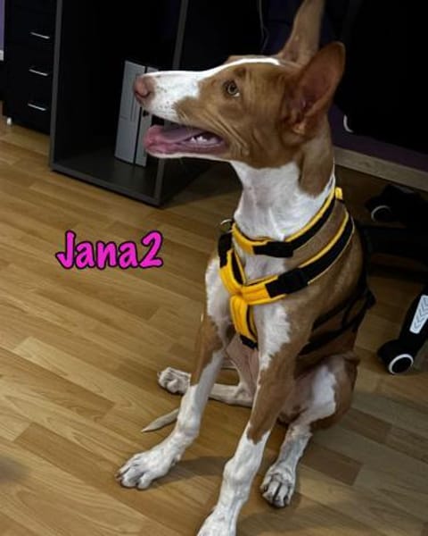 Jana2 liebe Podenco Ibicenco Junghündin!