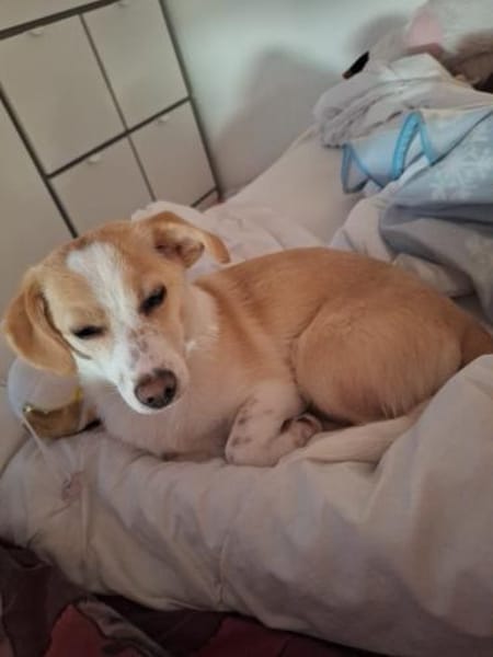 Josie möchte ihre Familie finden 🍀