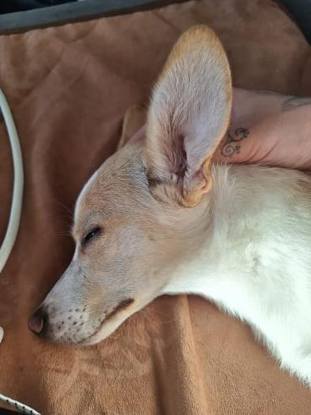 Josie möchte ihre Familie finden 🍀