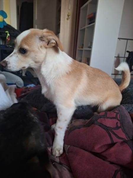 Josie möchte ihre Familie finden 🍀