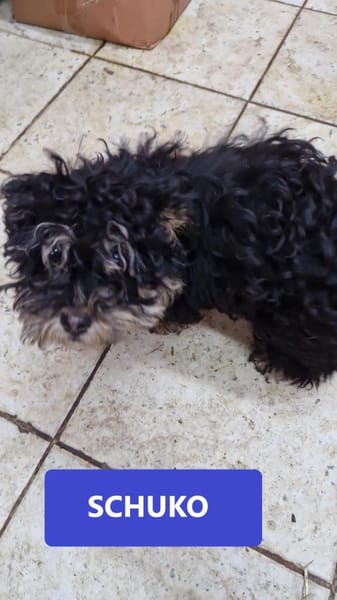 Schuko Sucht seine Menschen