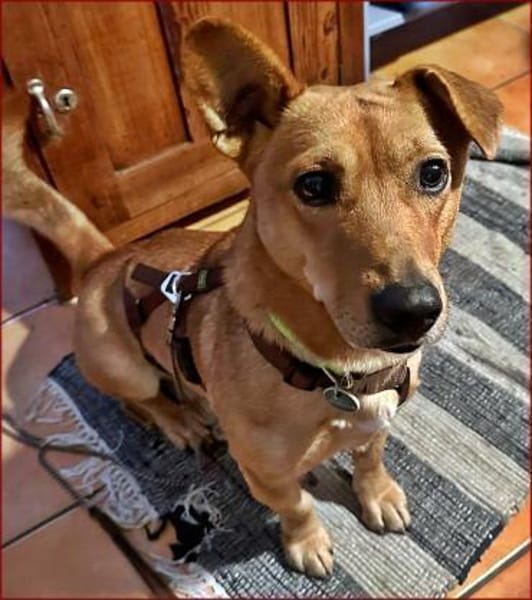 Charmeur mit Stehohr