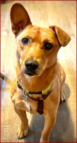 Charmeur mit Stehohr