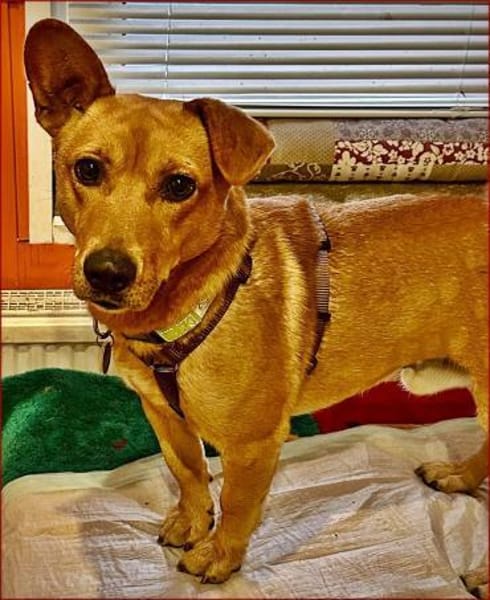 Charmeur mit Stehohr