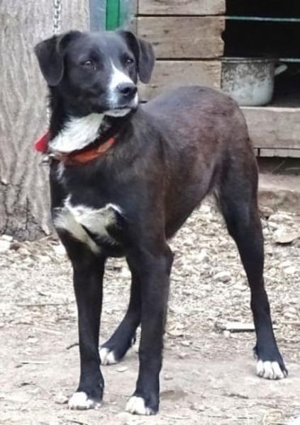 RINGO sucht Familienanschluss