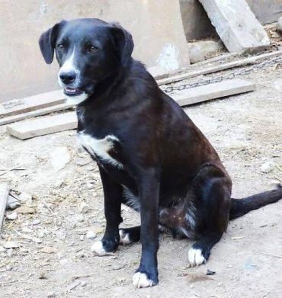 RINGO sucht Familienanschluss