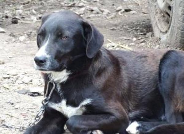 RINGO sucht Familienanschluss