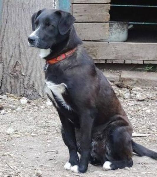 RINGO sucht Familienanschluss