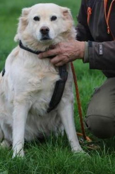 Goldie - sehr lieb u. verschmust