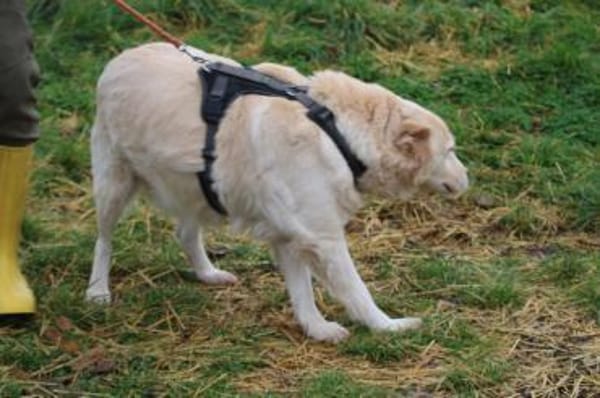 Goldie - sehr lieb u. verschmust