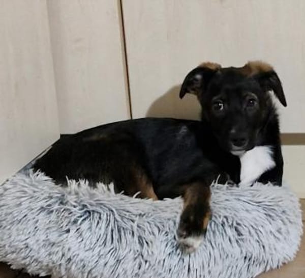 Thomas -  weicher liebevoller Rüde🍀