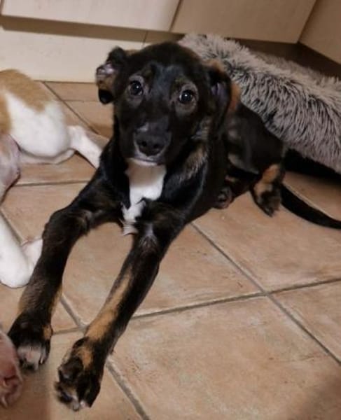 Thomas -  weicher liebevoller Rüde🍀