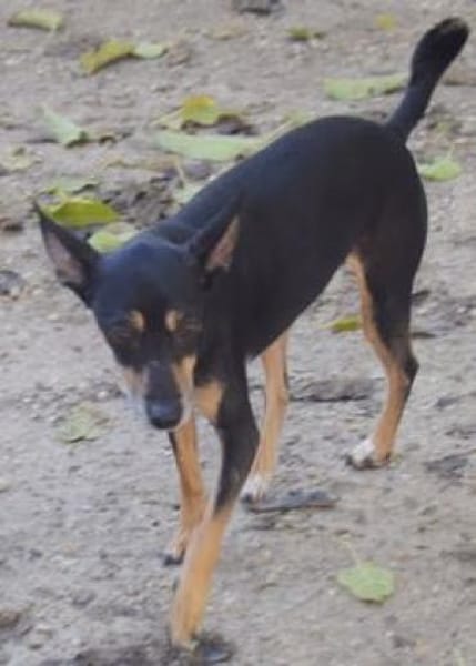 Chico wartet auf Pflegestelle