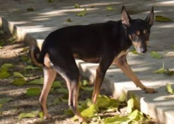 Chico wartet auf Pflegestelle