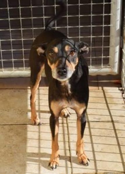 Chico wartet auf Pflegestelle