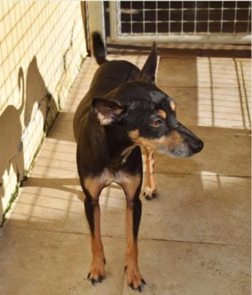 Chico wartet auf Pflegestelle