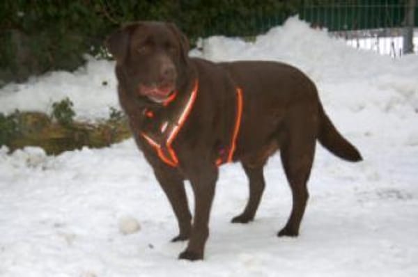 SIR TONY BROWN - ein echter Goldschatz