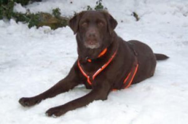 SIR TONY BROWN - ein echter Goldschatz