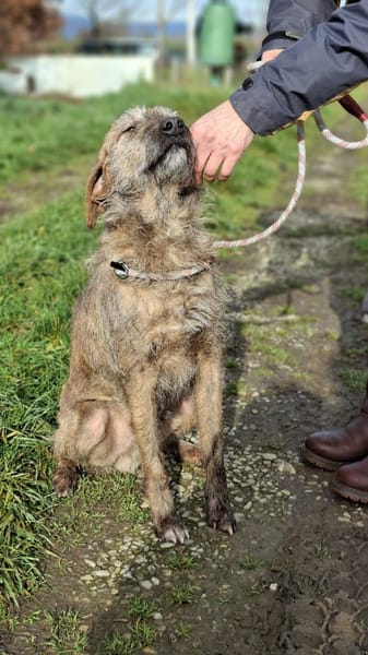 Giulio - auf Pflegestelle in Deutschland