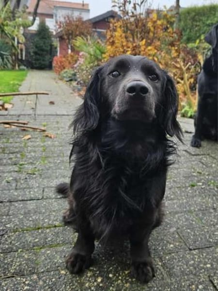 Fuio liebt Spaziergänge in der Natur