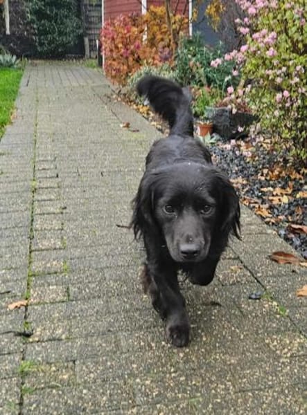 Fuio liebt Spaziergänge in der Natur