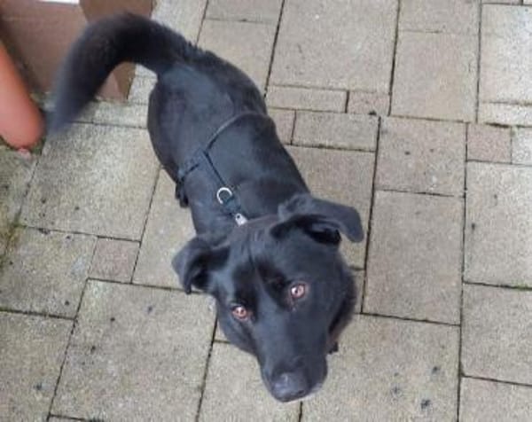 Herzensbrecher MARCEL 2