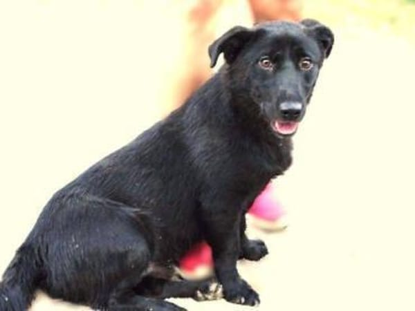 Herzensbrecher MARCEL 2