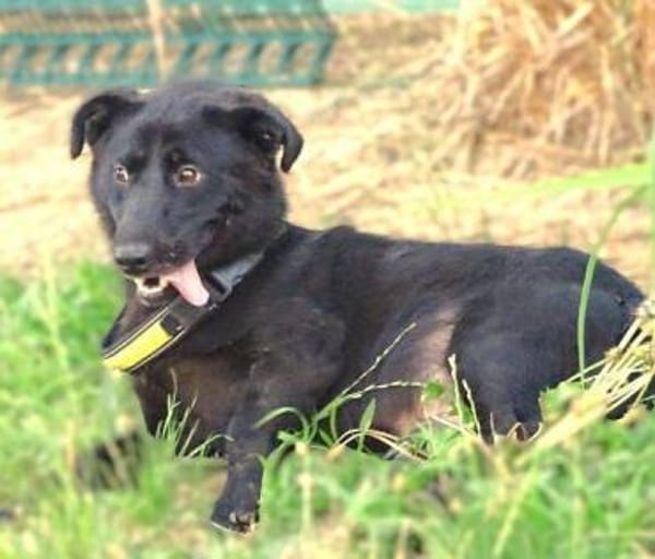 Herzensbrecher MARCEL 2