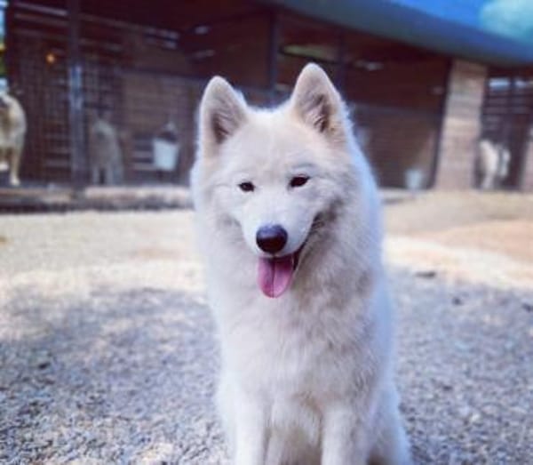 Samojedenhündin freundlich u. verschmust