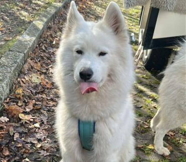 Samojedenhündin freundlich u. verschmust