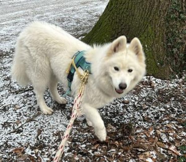 Samojedenhündin freundlich u. verschmust