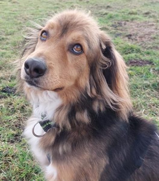 Zeus, jetzt Bernie - möchte ankommen