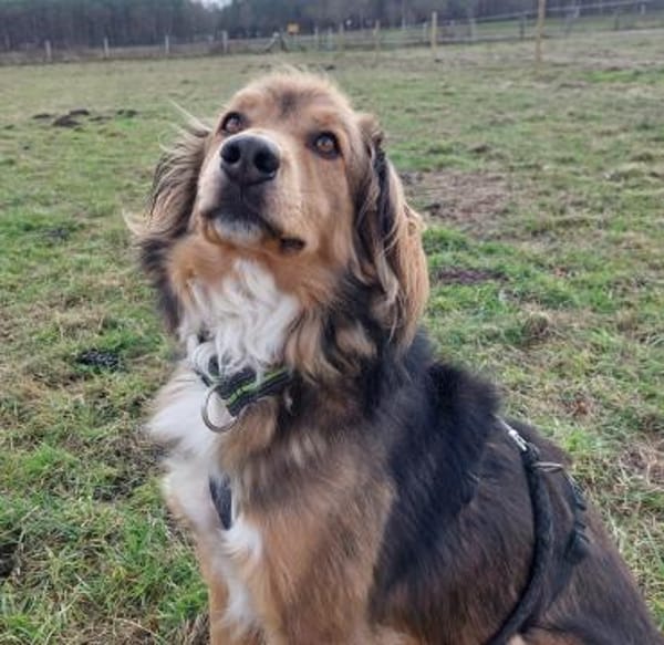 Zeus, jetzt Bernie - möchte ankommen