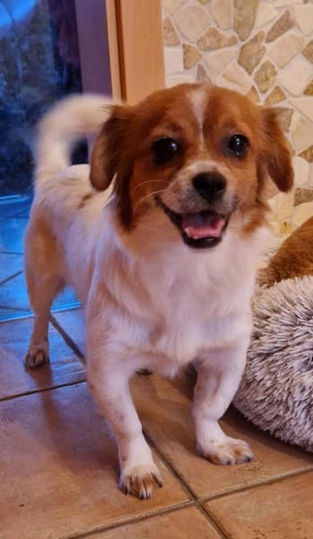 Lilith - eine ganz besondere Hündin 🍀