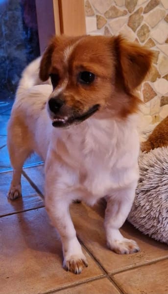 Lilith - eine ganz besondere Hündin 🍀