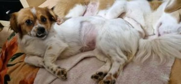 Lilith - eine ganz besondere Hündin 🍀