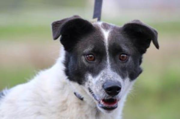 Mirona - sehr zutraulich u. verspielt