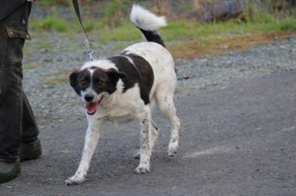 Mirona - sehr zutraulich u. verspielt