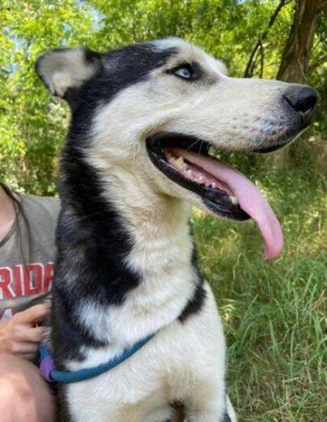 Menschenbezogener NAVARO