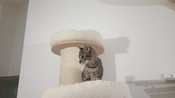 Asia sucht ihr Zuhause